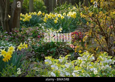 Highdown Gardens, Worthing, West Sussex, garden with spring and sumer flowering trees and shrubs, as well as flowering bulbs Stock Photo