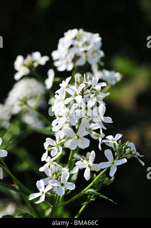 Botanical Name: Jasminum Officinale Common Jasmine or Poet's Jasmine Stock Photo