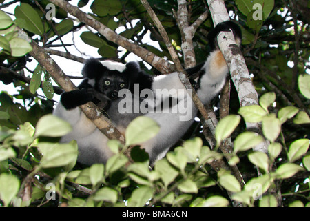 Indri in tree, Perinet (Andasibe), Madagascar Stock Photo