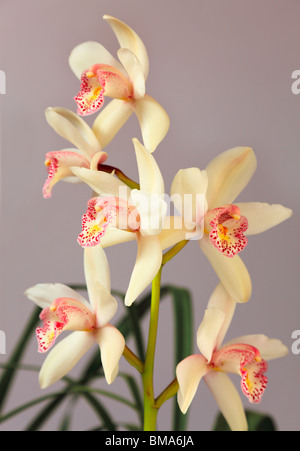 Cymbidium Orchid Min Cym Sue 'blush', from Ceylon to India and Japan, and also Malaysia to Australia. Stock Photo