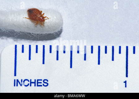 Common adult Bedbug- Bed bug (Cimex lectularius) on end of cotton swab with ruler showing relational size of this insect pest. Stock Photo