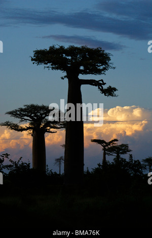 Grandidier's baobabs at sunset, Morondava, Madagascar Stock Photo