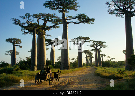 Zebu cart on Avenue des Baobabs, Morondava, Madagascar Stock Photo