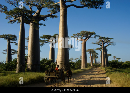 Zebu carts on Avenue des Baobabs, Morondava, Madagascar Stock Photo