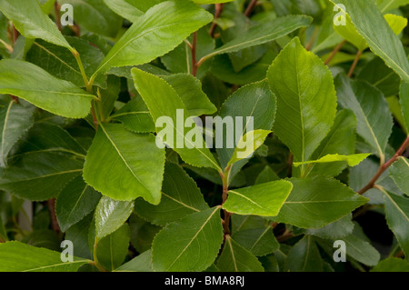 Khat (Catha edulis), leaves on a bush. Stock Photo