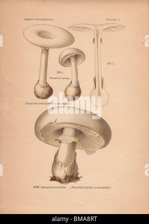 Poisonous fool's mushroom Amanita verna and edible European white egg mushroom Amanita ovoidea. Stock Photo