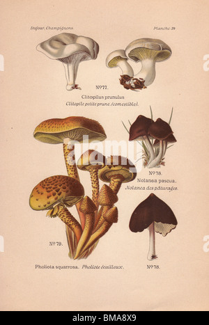Edible sweetbread mushroom Clitopilus prunulus, shaggy Pholiota squarrosa, and Nolanea pascua mushrooms. Stock Photo