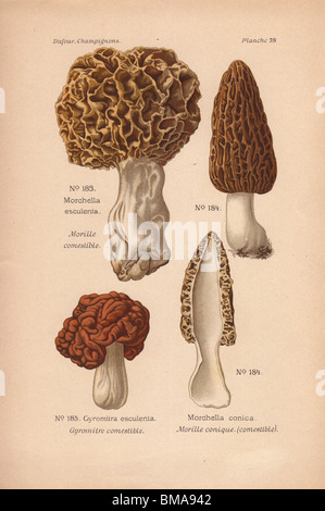 Edible yellow and black morel mushrooms: Morchella esculenta, M. conica and Gyromitra esculenta. Stock Photo
