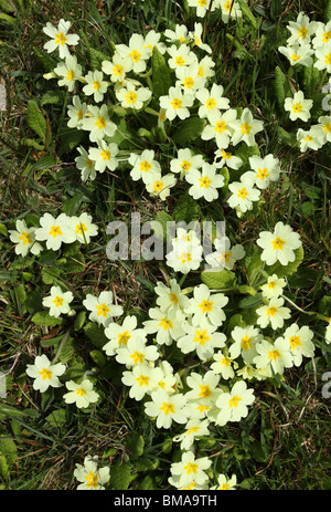 Wild yellow spring primroses in Cornwall UK. Stock Photo