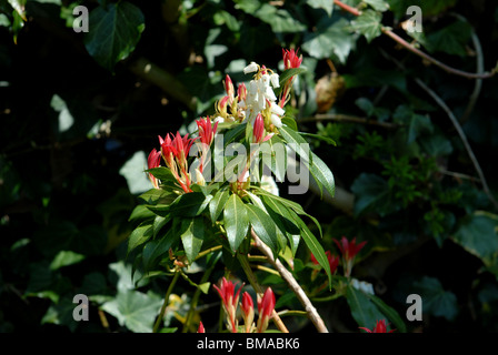 Detail of the flower head on a Pieris Japonica or Forest Flame in a cottage garden Stock Photo