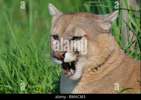 Portrait of Mountain Lion, Minnesota, USA Stock Photo