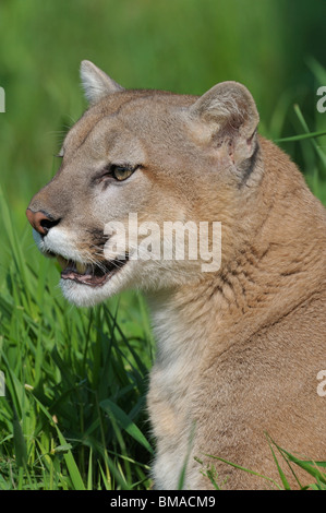 Portrait of Mountain Lion, Minnesota, USA Stock Photo