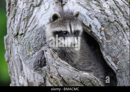 Baby Raccoon, Minnesota, USA Stock Photo