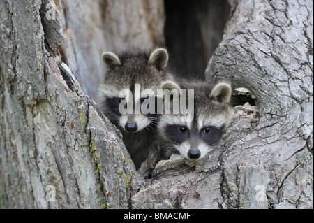 Baby Raccoons, Minnesota, USA Stock Photo