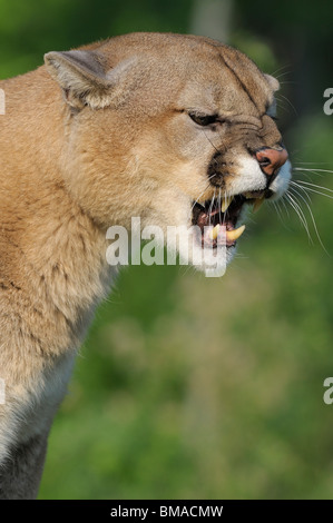 Portrait of Mountain Lion, Minnesota, USA Stock Photo