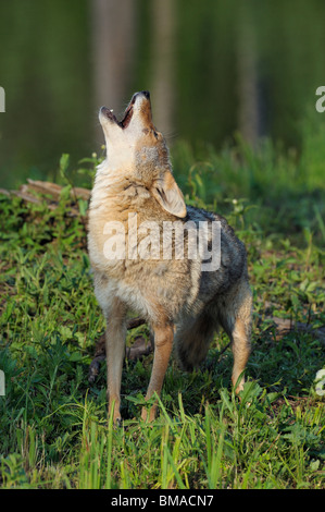 Coyote, Minnesota, USA Stock Photo