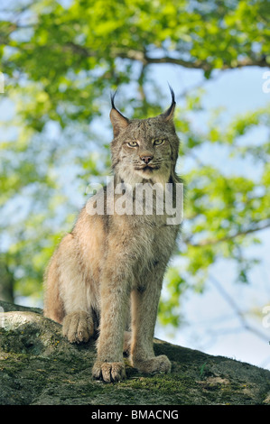 Canadian Lynx, Minnesota, USA Stock Photo