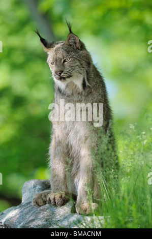 Canadian Lynx, Minnesota, USA Stock Photo