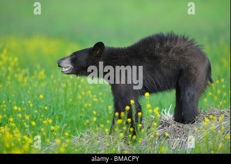 Black Bear in Meadow, Minnesota, USA Stock Photo