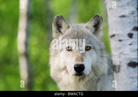 Portrait of Timber Wolf, Minnesota, USA Stock Photo