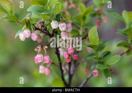 Bog Bilberry, Northern Bilberry (Vaccinium uliginosum), twig with flowers. Stock Photo