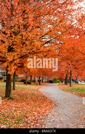 Tree-Lined Path in Autumn Stock Photo