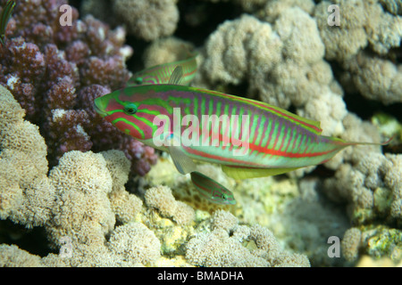 Klunzinger's wrasse [Thalassoma rueppellii], coral reef, Red sea, Egypt. Stock Photo