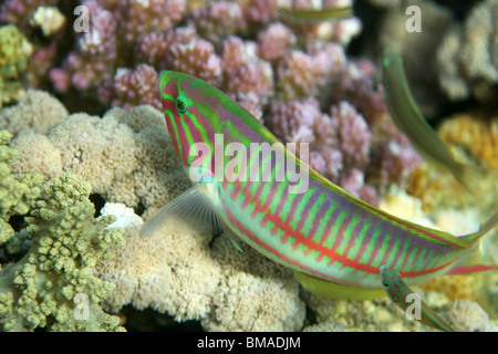 Klunzinger's wrasse [Thalassoma rueppellii], coral reef, Red sea, Egypt. Stock Photo