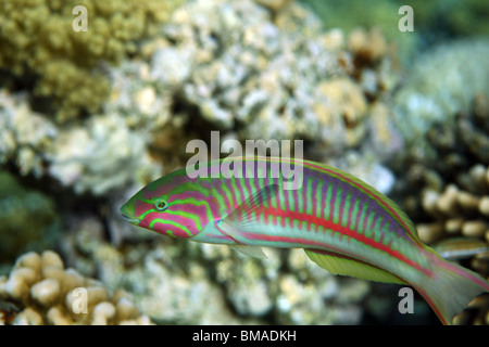 Klunzinger's wrasse [Thalassoma rueppellii], coral reef, Red sea, Egypt. Stock Photo