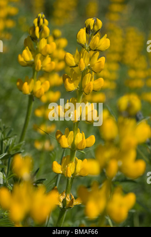 European yellow lupine (Lupinus luteus) Stock Photo