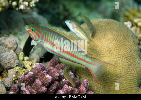 Klunzinger's wrasse [Thalassoma rueppellii], coral reef, Red sea, Egypt. Stock Photo