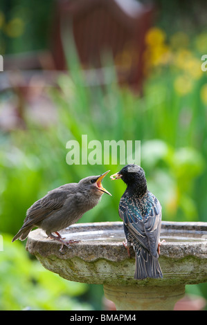 Sturnus vulgaris. Starling feeding a young fledgling on a bird bath Stock Photo