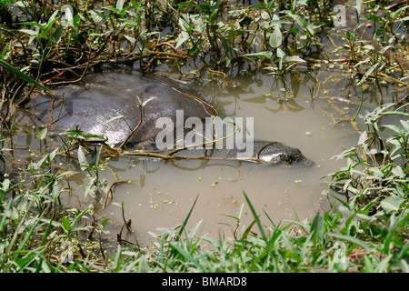 Soft-shelled turtle in a pond Stock Photo - Alamy