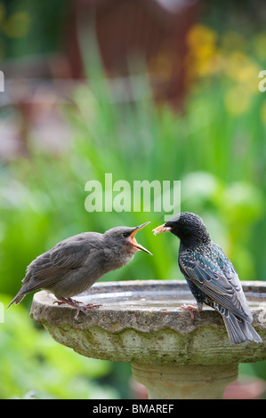 Sturnus vulgaris. Starling feeding a young fledgling on a bird bath Stock Photo