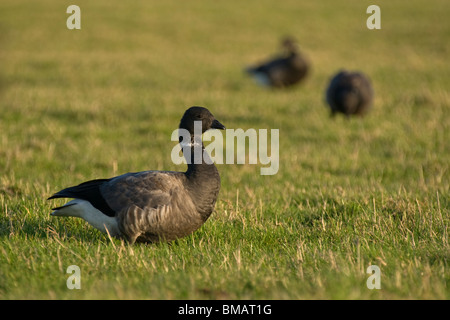 Brent goose, (Branta bernicla) in meadow, Norfolk, Stock Photo