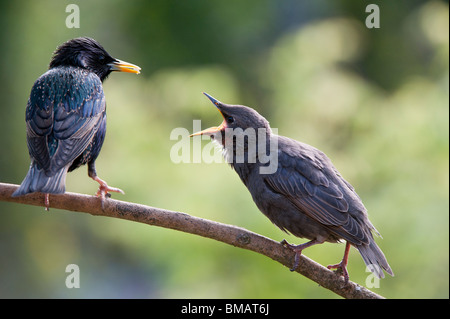 Sturnus vulgaris. Starling feeding young fledgling Stock Photo