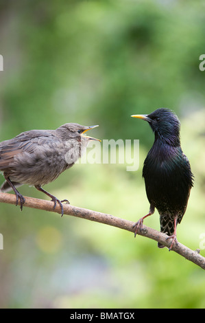 Sturnus vulgaris. Starling feeding a young fledgling Stock Photo
