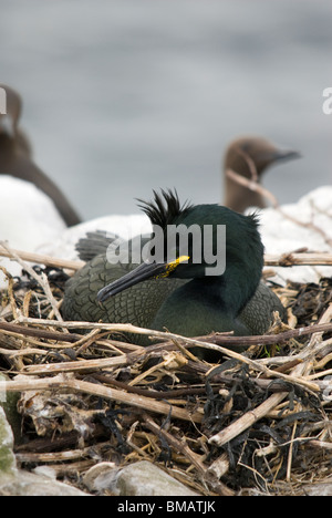Shag, (Phalacrocorax aristotelis) sitting on the nest. Inner Farne, The Farne Islands, Northumberland, England. Stock Photo