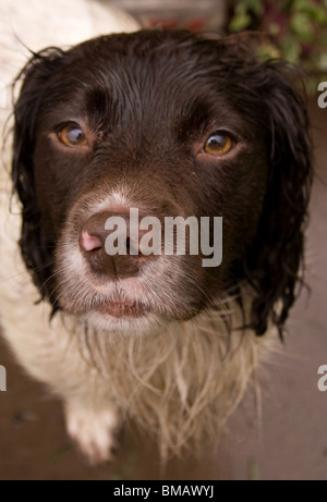 Springer Spaniel Dog Brown and White Portrait of head Stock Photo