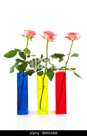 Roses in colorful vases isolated over white Stock Photo