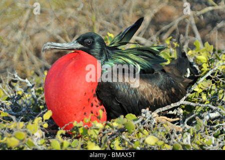 Male Great Frigate Bird with inflated red throat pouch, Galapagos Stock Photo