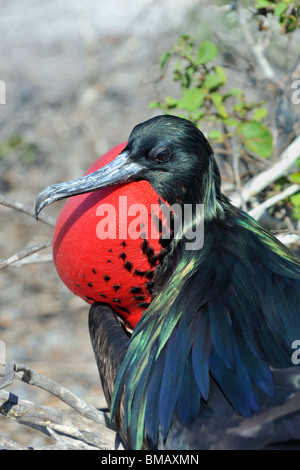 Male Great Frigate Bird with inflated red throat pouch, Galapagos Stock Photo