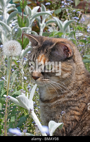 Portrait of a ginger tabby cat in the grass Stock Photo