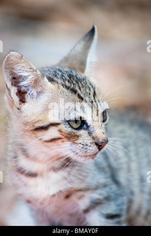 portrait of Tiger striped Greek alley cat outdoor Stock Photo