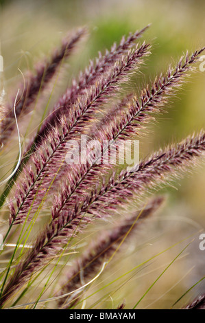 Fountain Grass, (Pennisetum setaceum), an invasive species, grows in the Sonoran Desert, Tucson, Arizona USA. Stock Photo