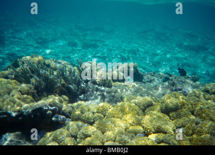 Caribbean - Coral Reef Tobago Stock Photo