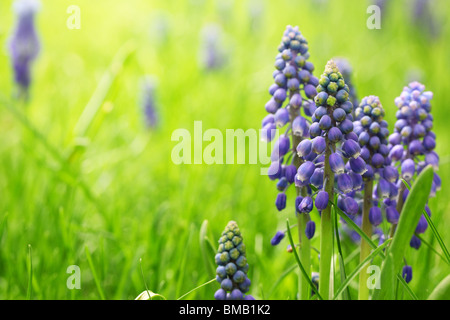 grape hyacinth growing on meadow Stock Photo