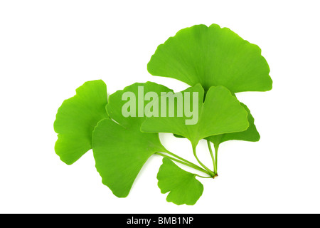 Ginkgo biloba leaf, isolated on white. Stock Photo