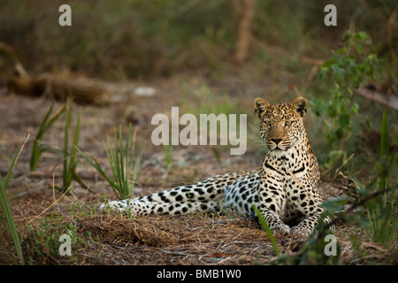 Facing reclined female Leopard sitting up wide eyed alert looking watching ahead cub sleeping in soft background Okavango Delta Botswana Africa Stock Photo