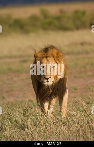 Masai Mara Kenya Kenia Africa Afrika Stock Photo - Alamy